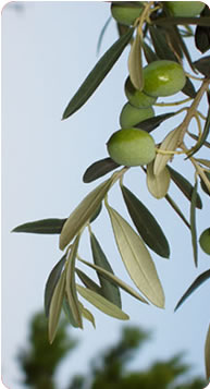 Αγροτική Συναιτεριστική Εταιρεία Ανάπτυξης Ρεθύμνης