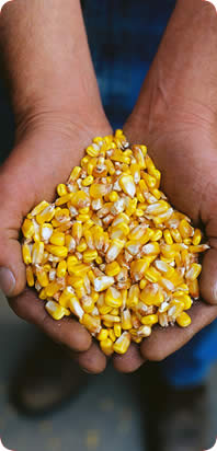 Αγροτική Συναιτεριστική Εταιρεία Ανάπτυξης Ρεθύμνης